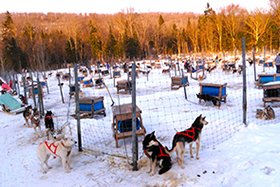 dogsledding kennels