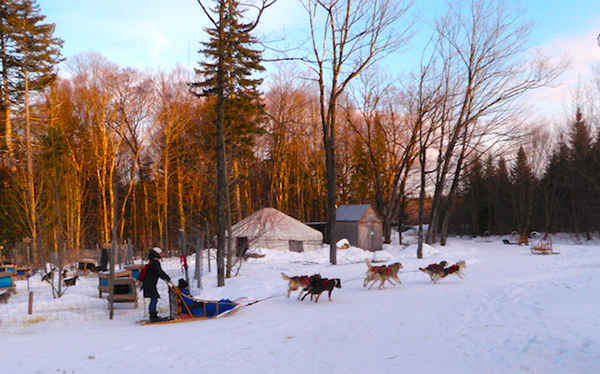 dogsledding