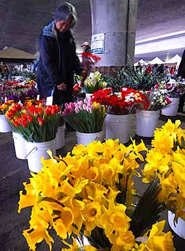 sacramento flowers