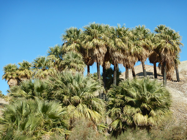 san andreas fan palms