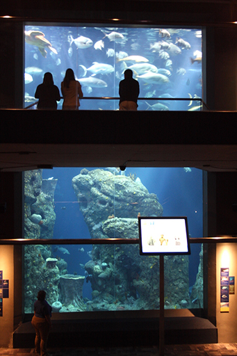 great ocean tank