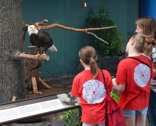 bald eagle