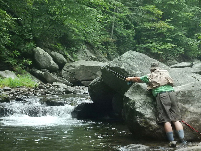 brook trout