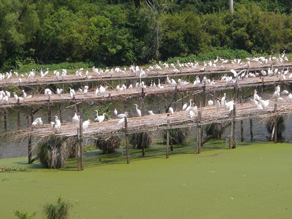 tabasco egrets