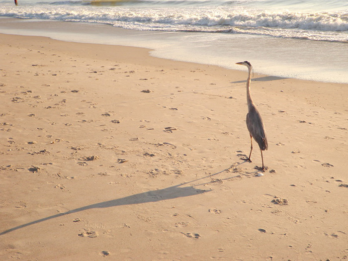 florida beach walker