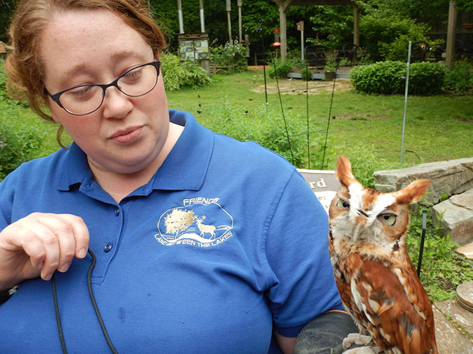 screech owl