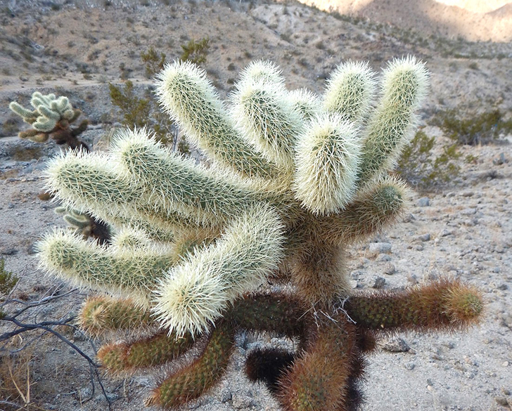 palm desert cactus