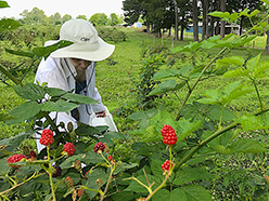 blackberry picking tennessee