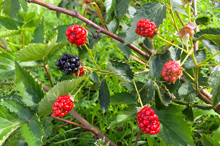 blackberries tennessee