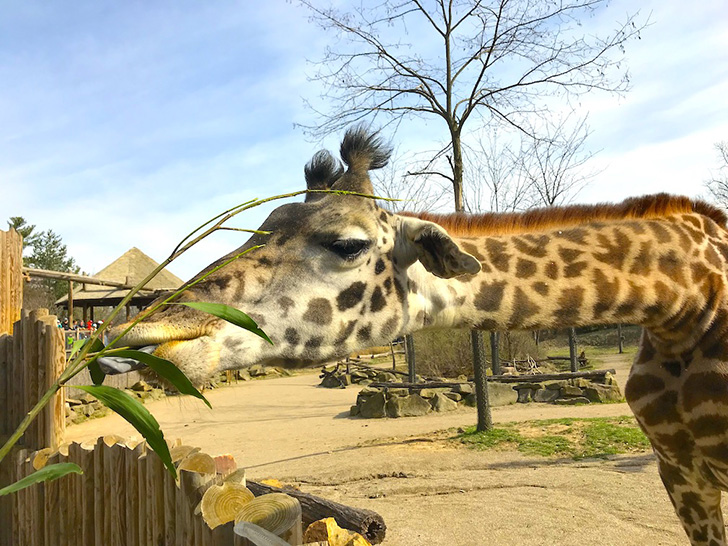 cincinnati zoo giraffe
