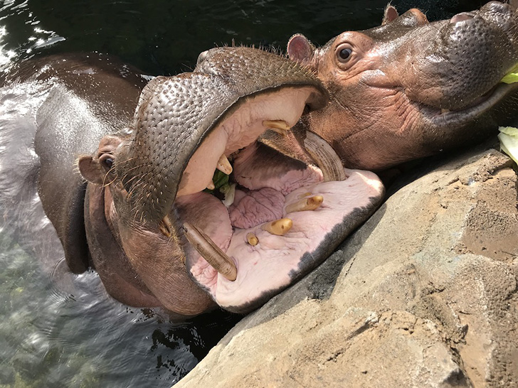 cincinnati zoo hippos