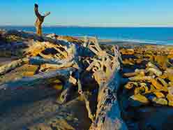 driftwood beach