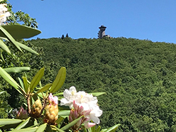 brasstown bald tower