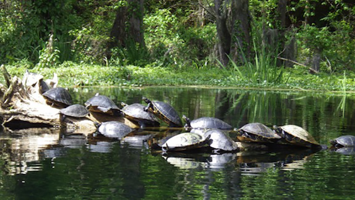 sunbathing turtles