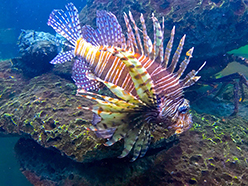 lionfish