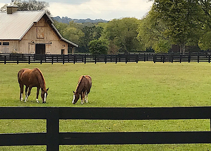 williamson county horse farm