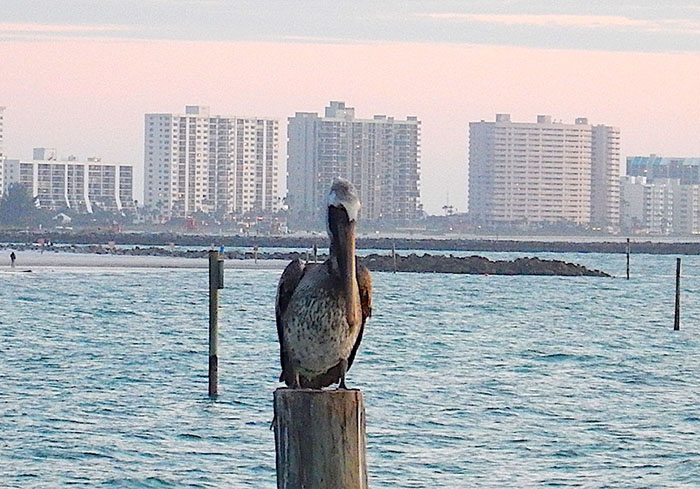florida pelican