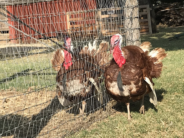 grapevine texas gobblers