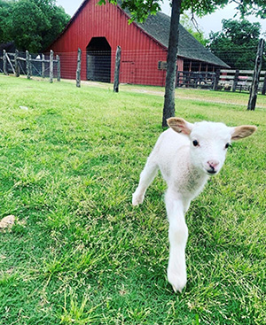 nash farm lamb