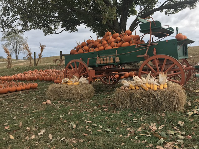 fleenor farms fall harvest