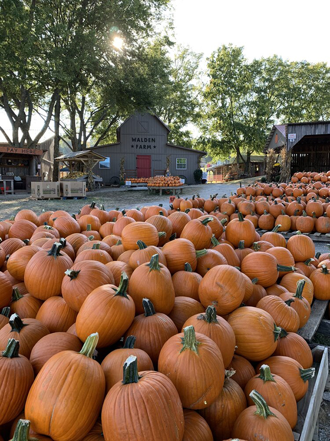 Walden Farm fall festival