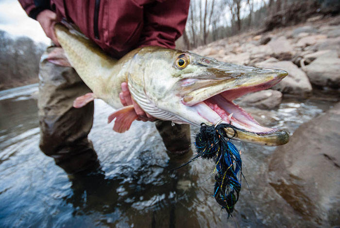 new river gorge angler