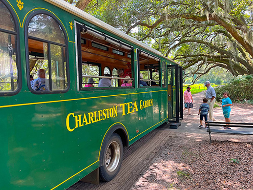 charleston tea farm