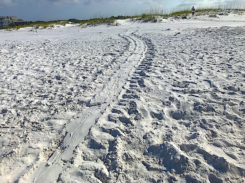 grayton beach turtle tracks