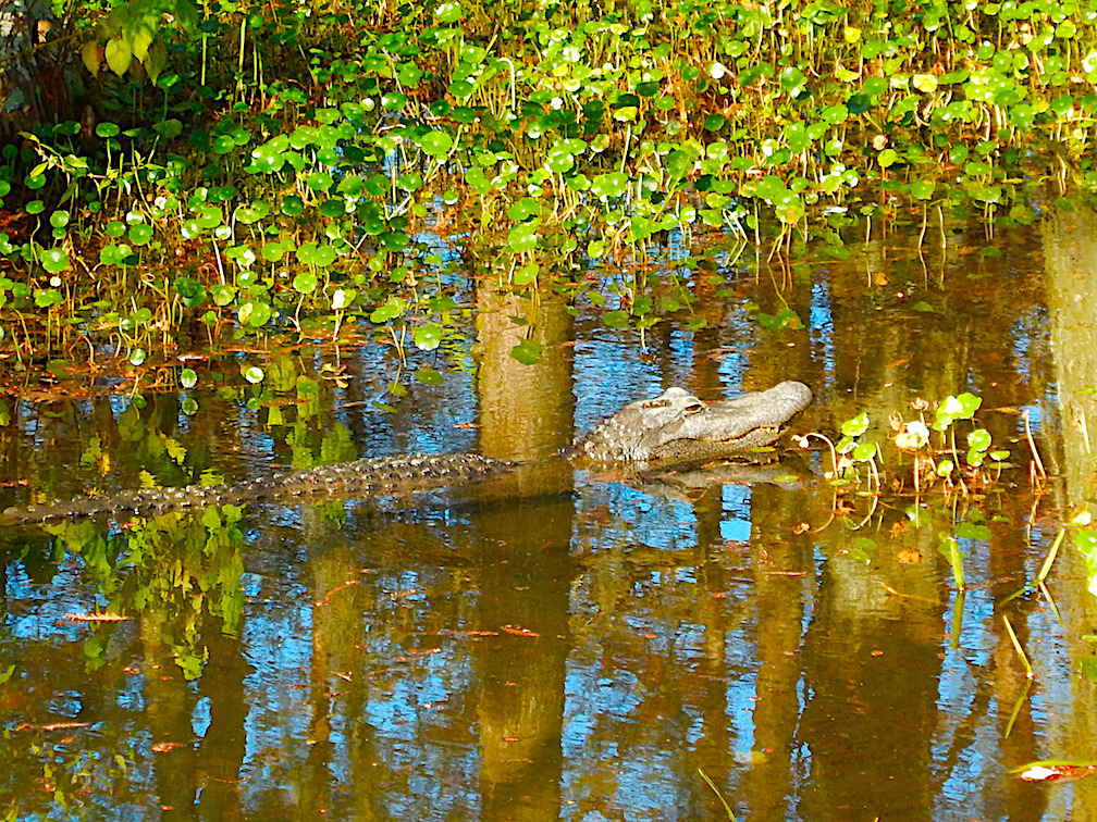 lafayette alligator