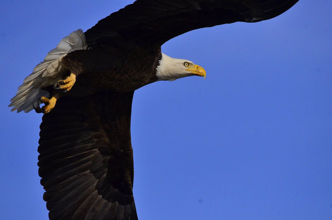 reelfoot lake eagle