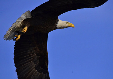 reelfoot lake eagle