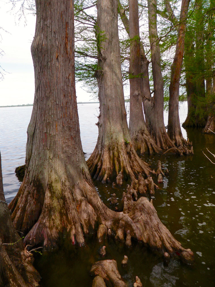 reelfoot lake cypress trees