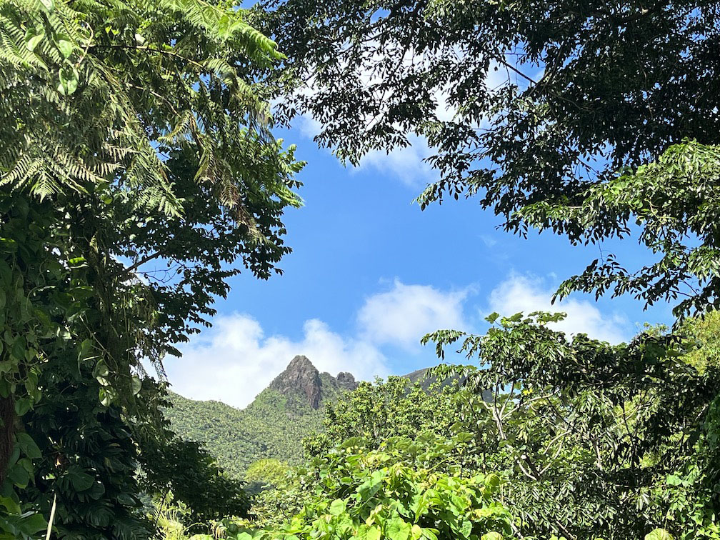 san juan el yunque