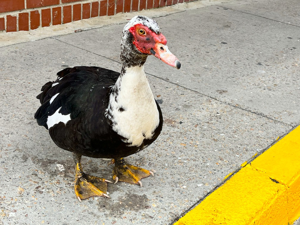 Pretty duckling ugly duck