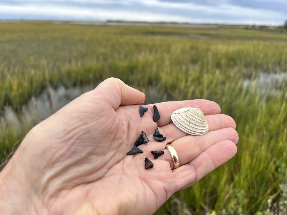 shark teeth