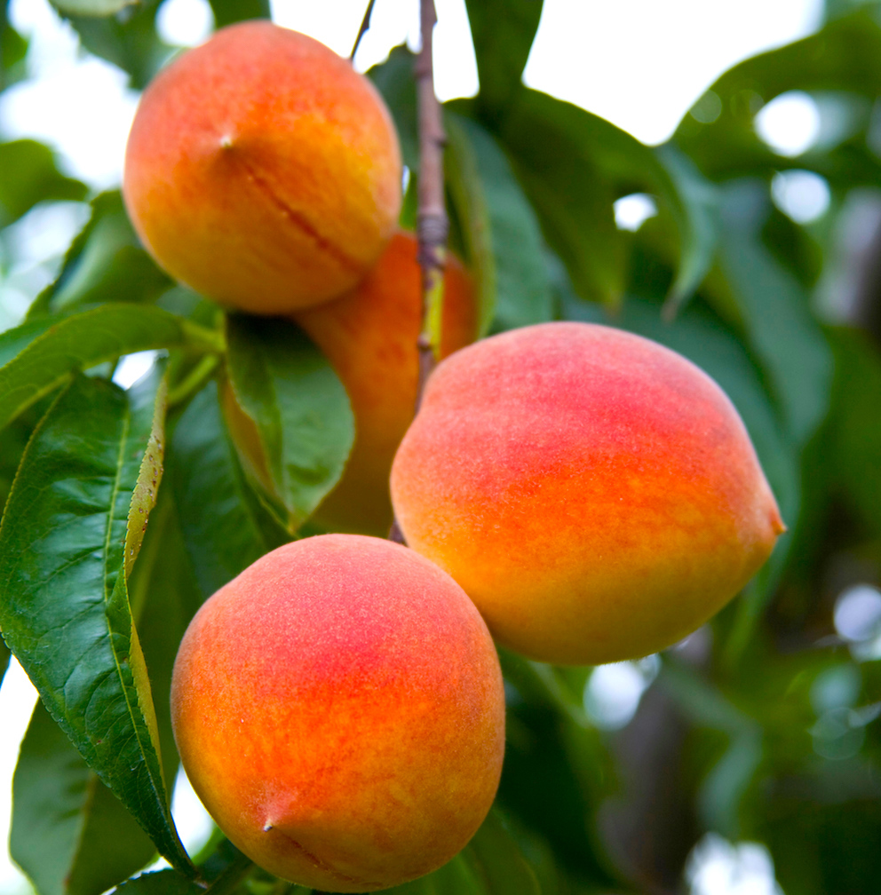titan farms peach tree