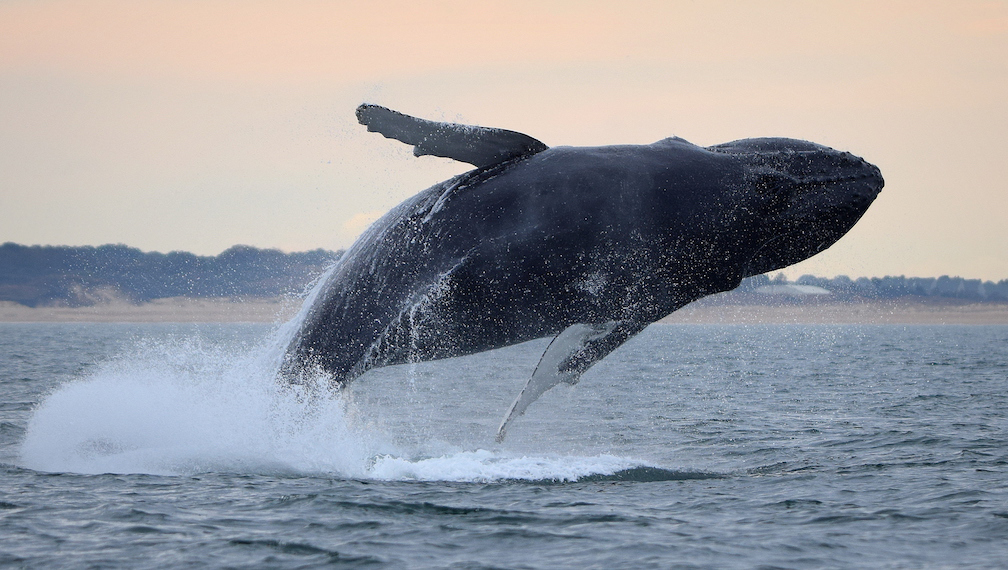 virginia beach whales