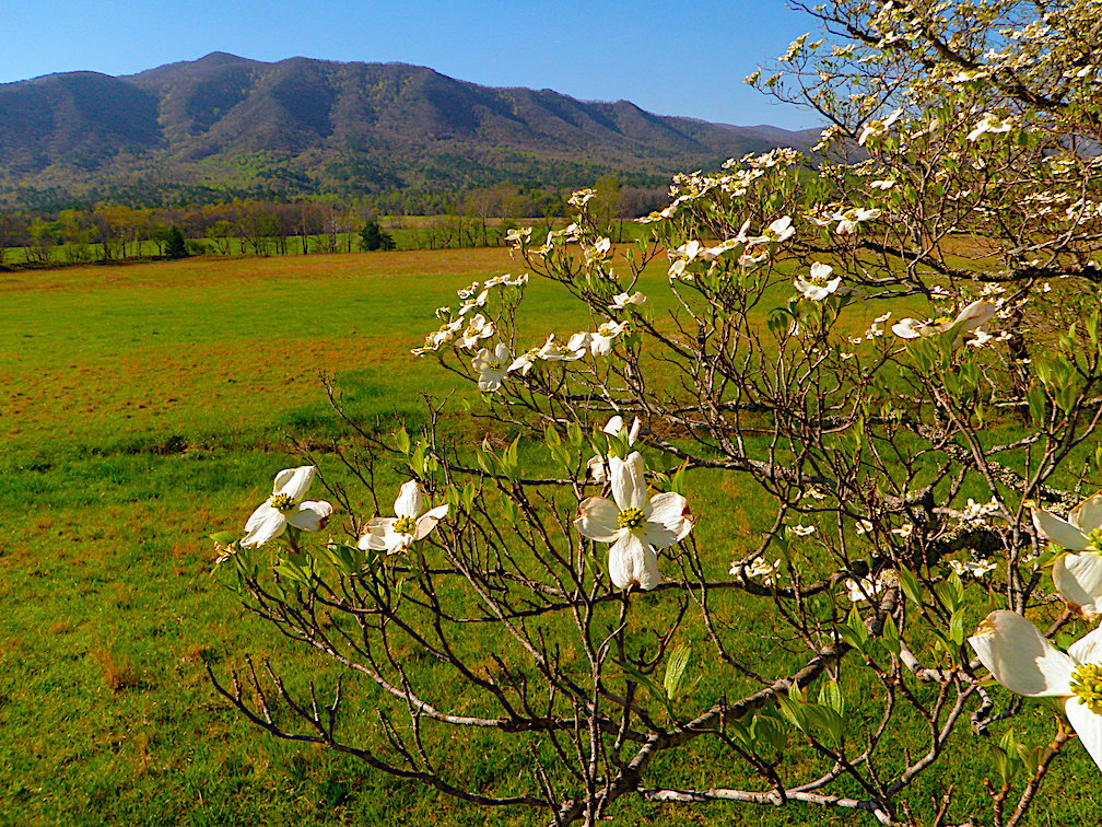 cades cove field