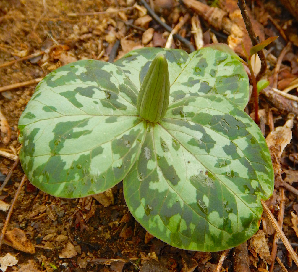 trillium