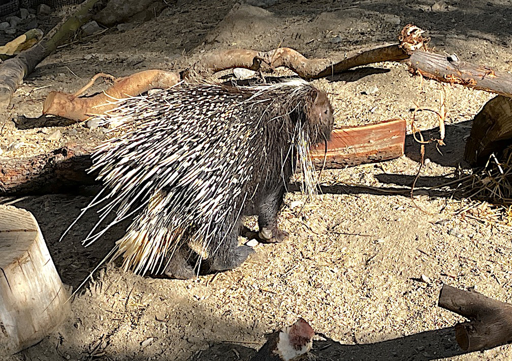 cape porcupine