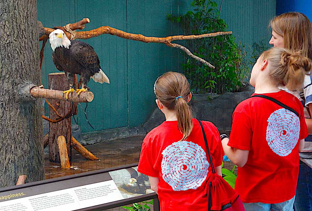 bald eagle