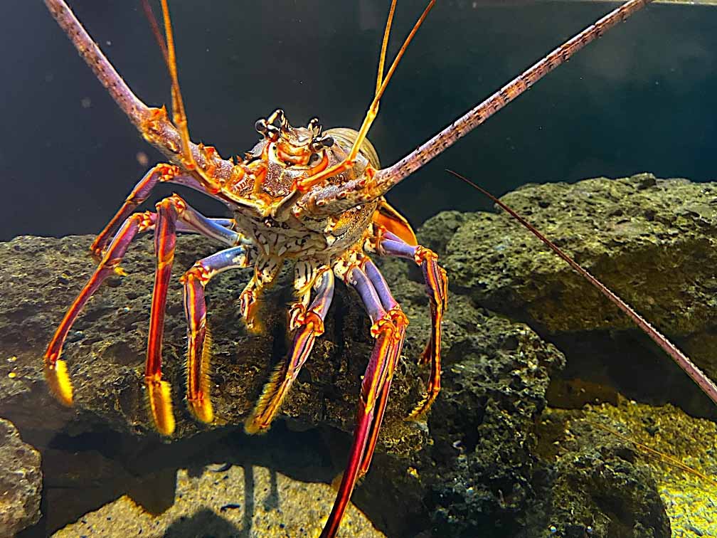 caribbean spiny lobsters