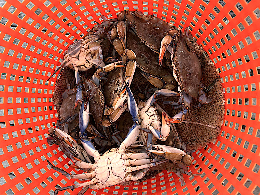basket of crabs