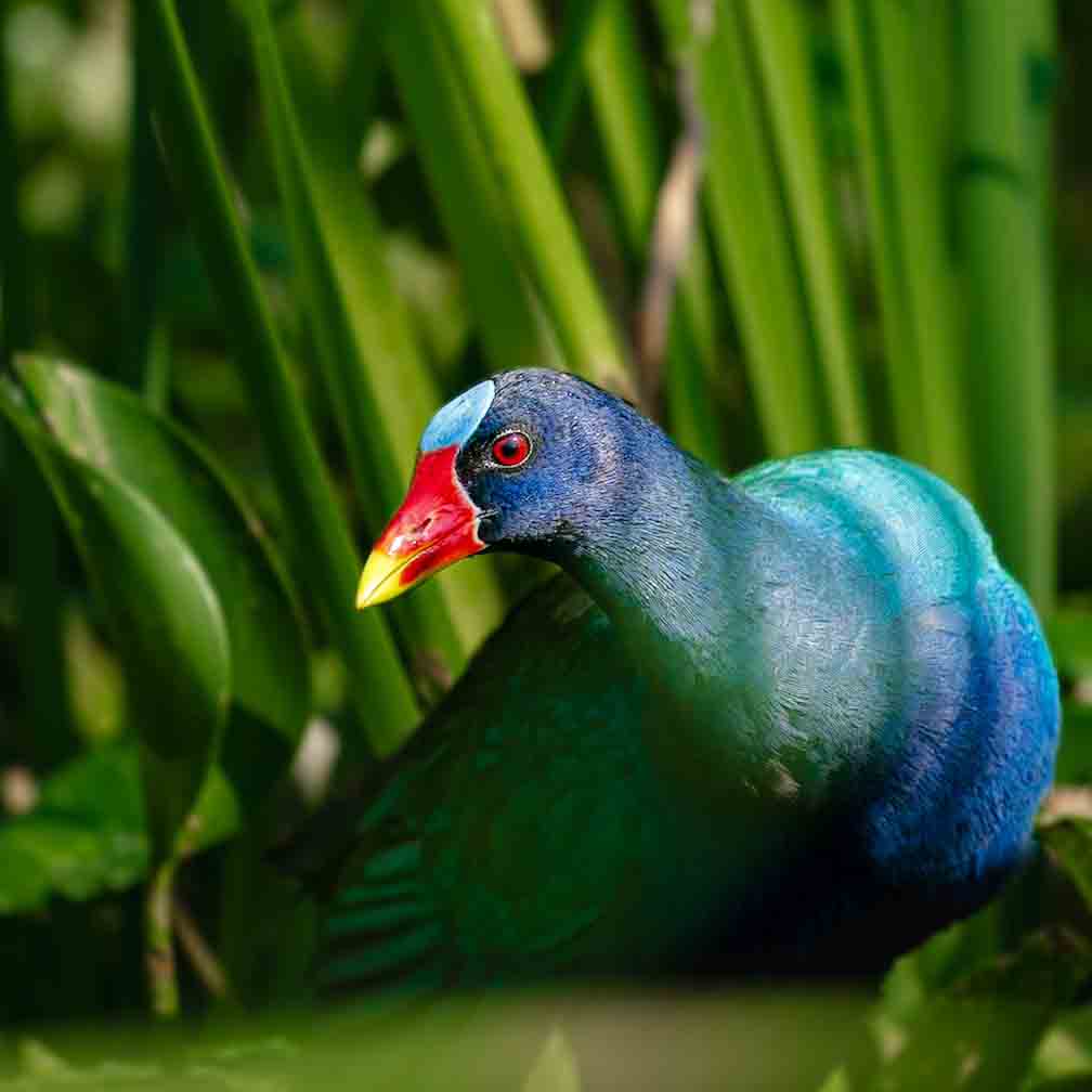 galveston bird sanctuary