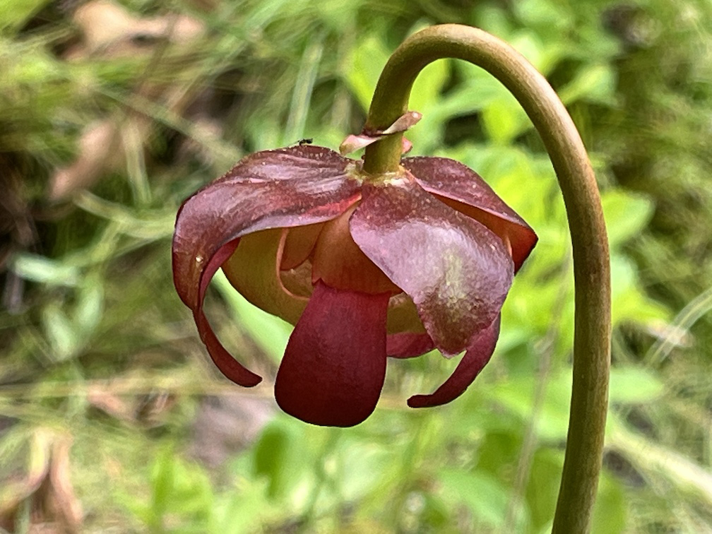 purple pitcher plants