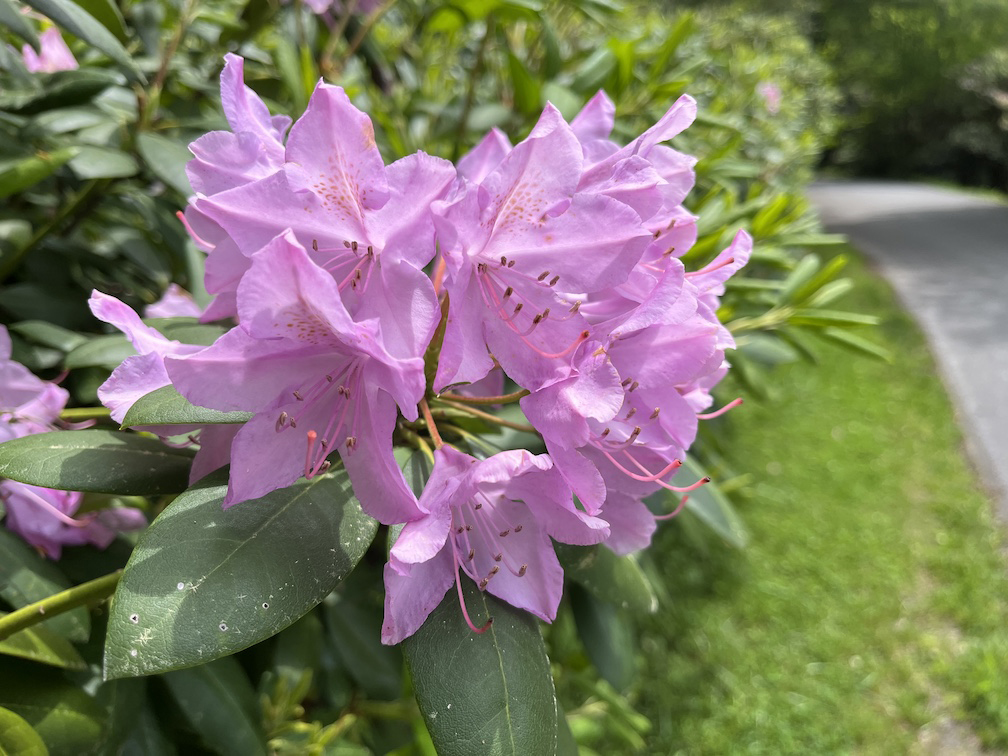 highlands nature center rhododendron