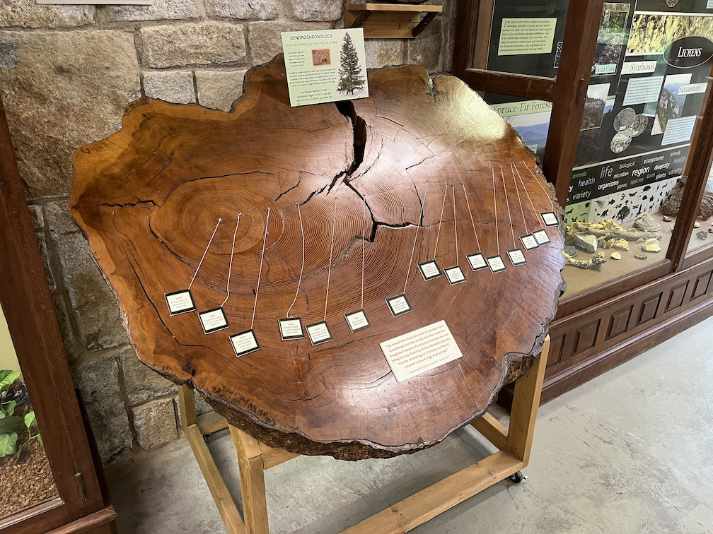 hemlock tree