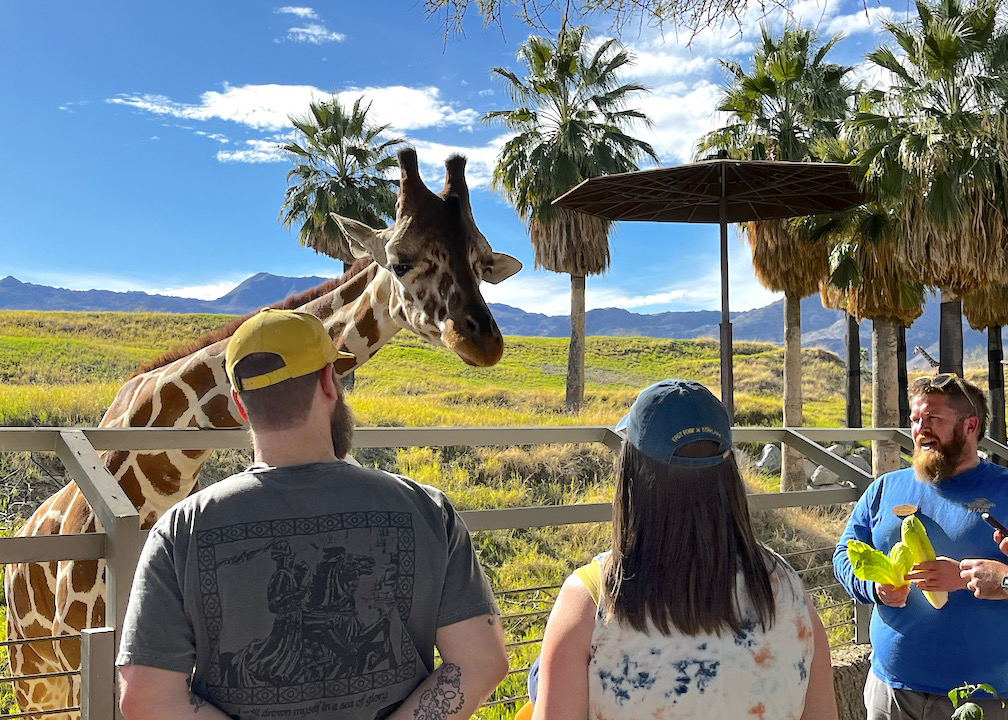 living desert giraffe