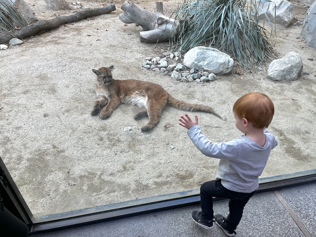 living desert mountain lion