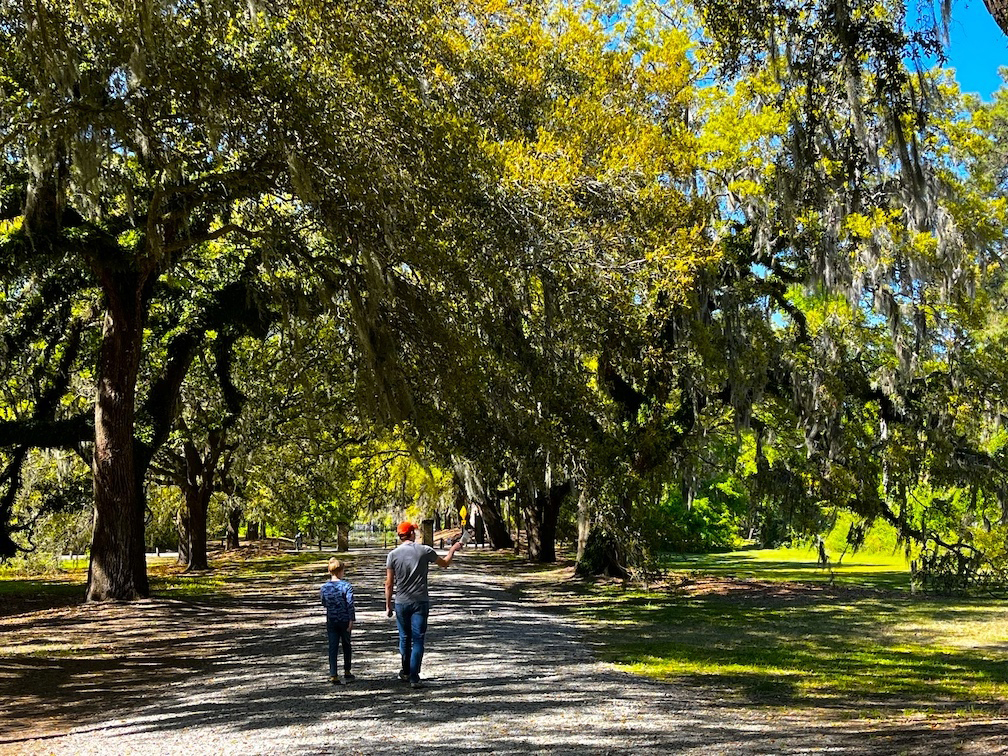 live oaks